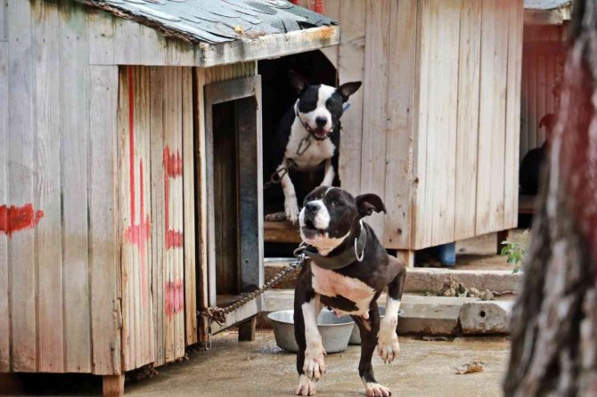 Antalya Sokak Hayvanları Bakımevi 100’e Yakın Pitbull Ve Dogo Arjantin Köpeklerine Ev Sahipliği Yapıyor