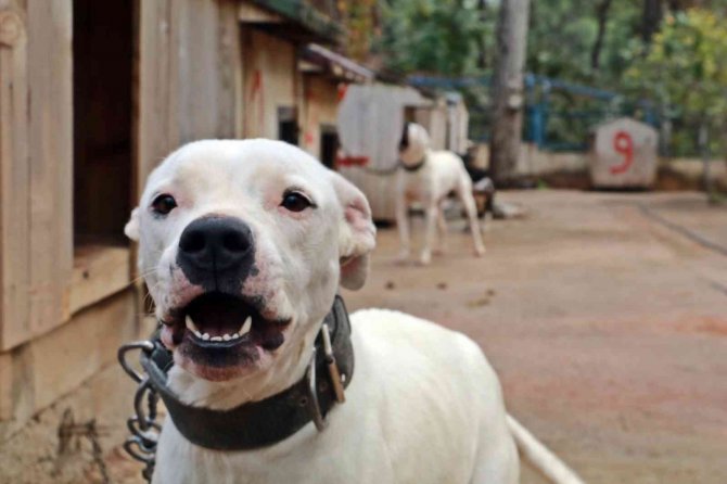 Antalya Sokak Hayvanları Bakımevi 100’e Yakın Pitbull Ve Dogo Arjantin Köpeklerine Ev Sahipliği Yapıyor