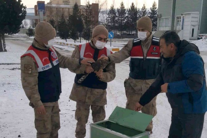 Ardahan’da Çakır Kuşu Donmak Üzereyken Bulundu