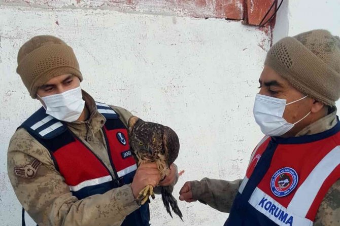Ardahan’da Çakır Kuşu Donmak Üzereyken Bulundu