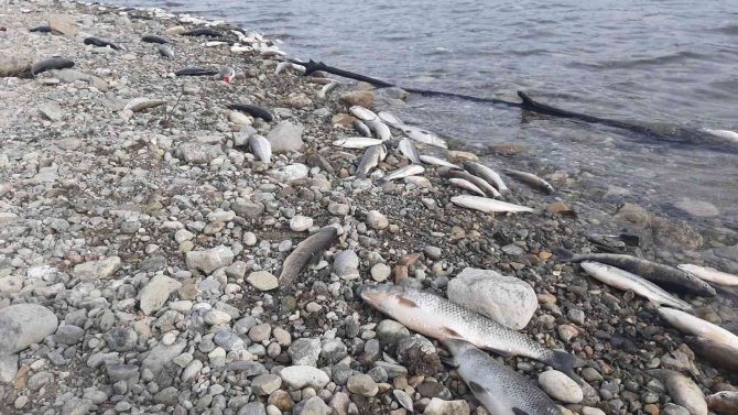 Aslantaş Barajı’nda Korkutan Tablo... Binlerce Ölü Balık Kıyıya Vurdu