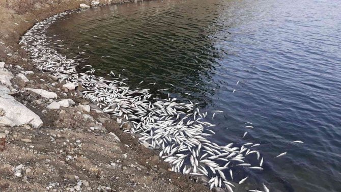 Aslantaş Barajı’nda Korkutan Tablo... Binlerce Ölü Balık Kıyıya Vurdu