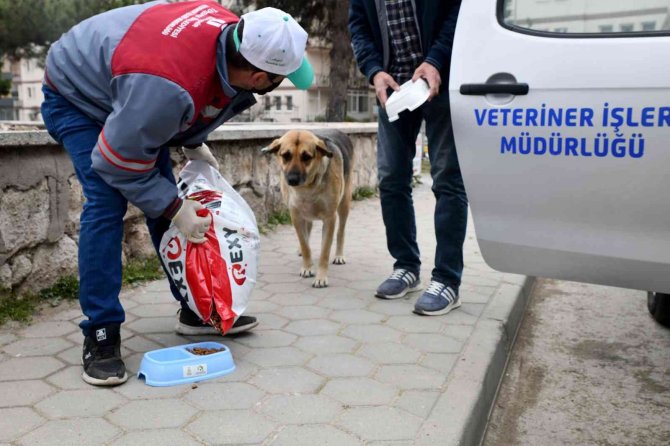 Binlerce Hayvan Tedavi Edildi, Yüzlercesi Sahiplendirildi