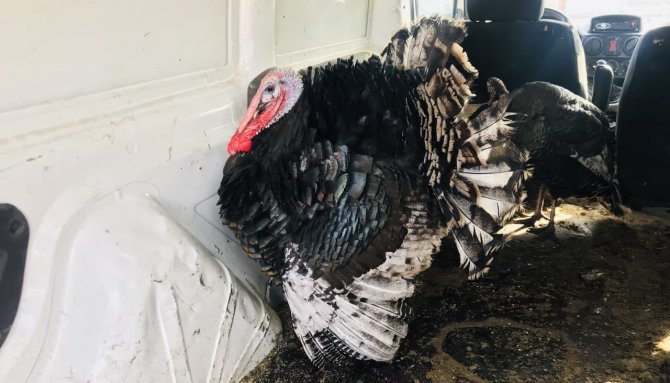 Yılbaşı Hindileri El Yakıyor