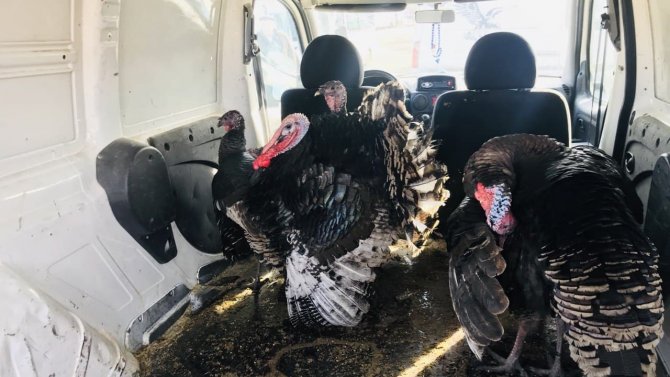 Yılbaşı Hindileri El Yakıyor