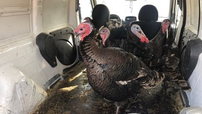 Yılbaşı Hindileri El Yakıyor