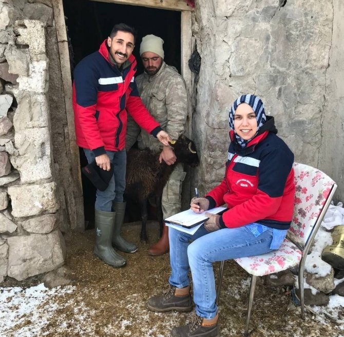 Damızlık Koyun Ve Keçi Küpe Tespit Çalışmaları Başladı