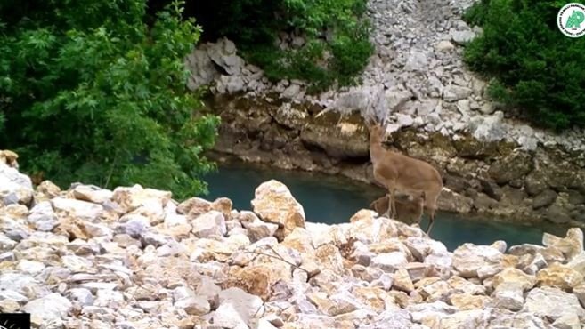 Yaban Hayatından Görüntüler Fotokapana Yansıdı