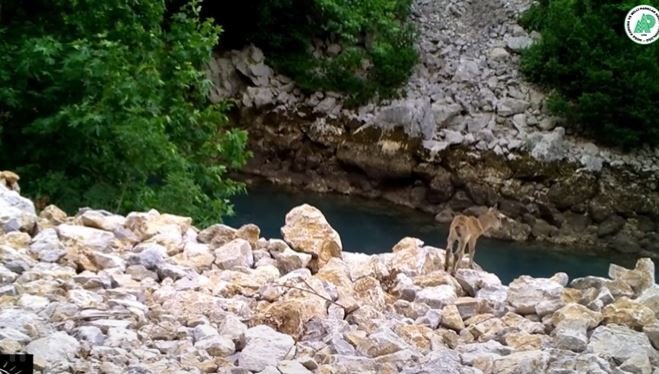 Yaban Hayatından Görüntüler Fotokapana Yansıdı