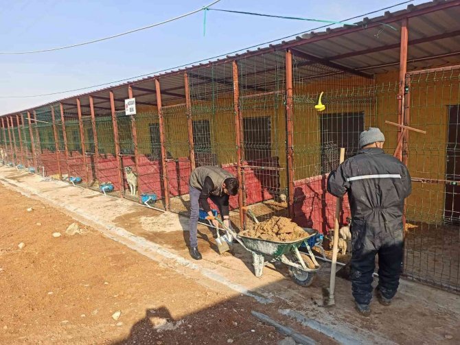 Elbistan’da Sokak Köpekleri Barınakta Misafir Ediliyor