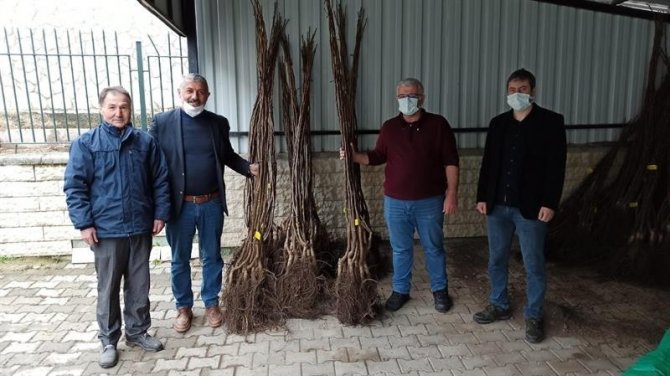 Kastamonu’da Selzede Çiftçilere Fidan Desteği