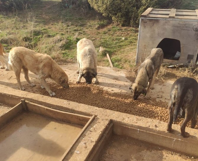 Kütahya’da Sokak Hayvanları Unutulmadı