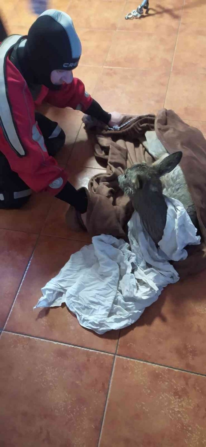 Polonya’da Buz Tutmuş Nehre Saplanan Karacayı İtfaiye Kurtardı