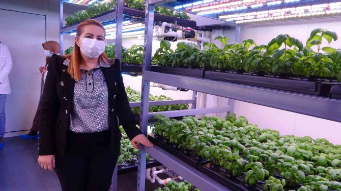 Konteynerde Tarım Dönemi