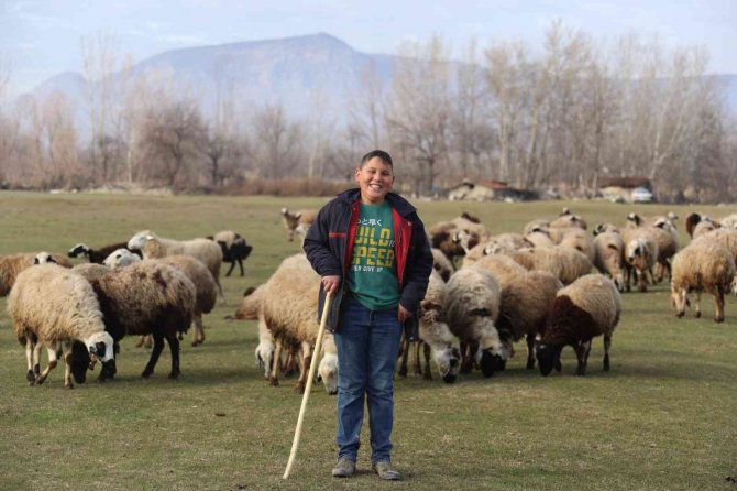 Tokat’ta 80 Bininci Koyun Dağıtıldı