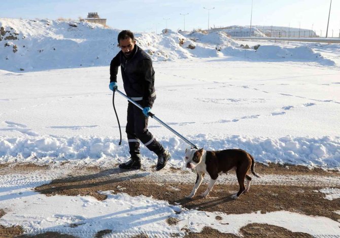 Van’da Sahipsiz Pitbull Cinsi Köpek Koruma Altına Alındı