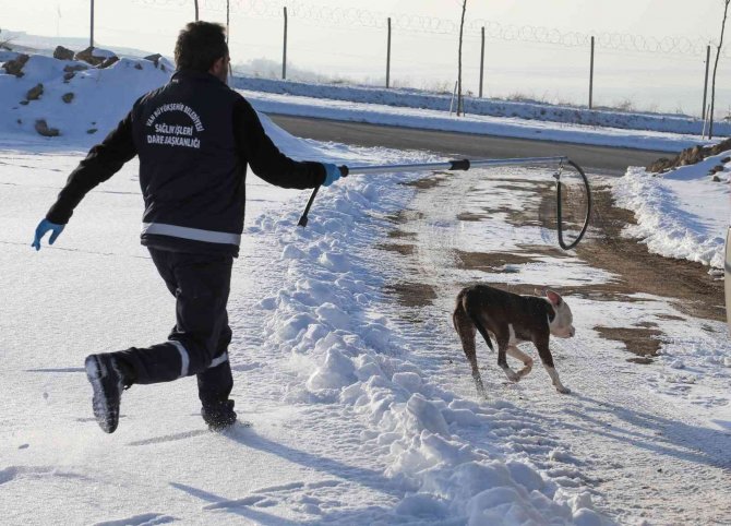 Van’da Sahipsiz Pitbull Cinsi Köpek Koruma Altına Alındı