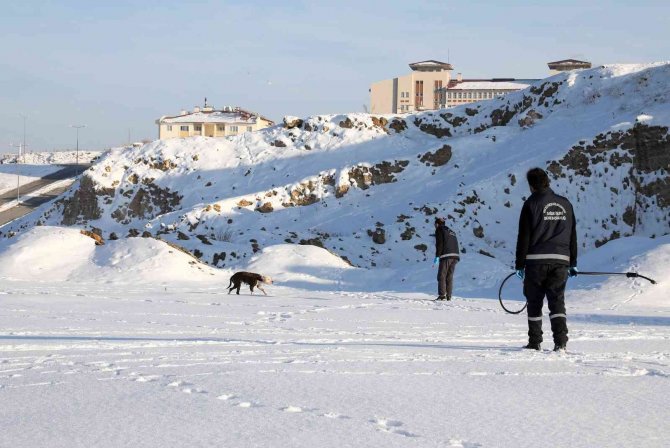 Van’da Sahipsiz Pitbull Cinsi Köpek Koruma Altına Alındı