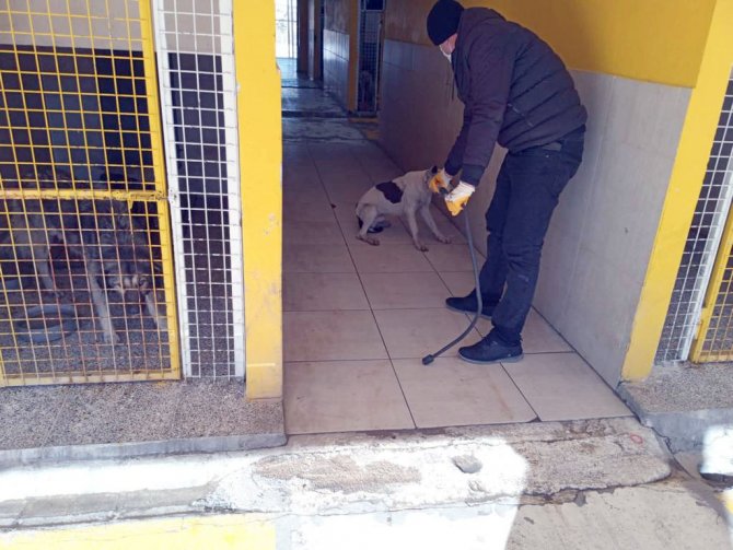Çatak’ta Pitbull Cinsi Köpek Yakalandı