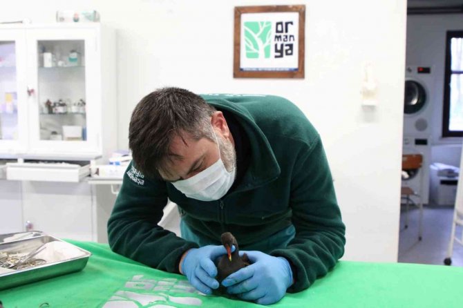 Yaralı Bulunan Su Tavuğu Koruma Altına Alındı