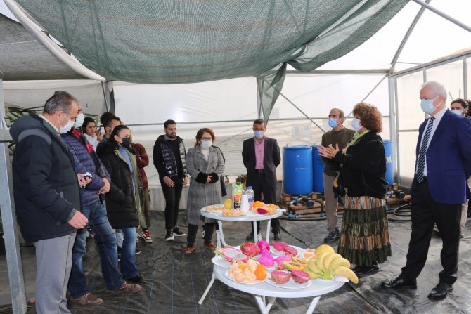 Prof. Dr. Hamide Gübbük: “Pitayanın Su Tüketimi Az, Verimi Fazla”