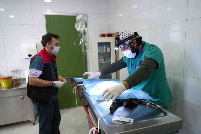 Bağcılar’da Can Dostlara 5 Yıldızlı Sağlık Hizmeti