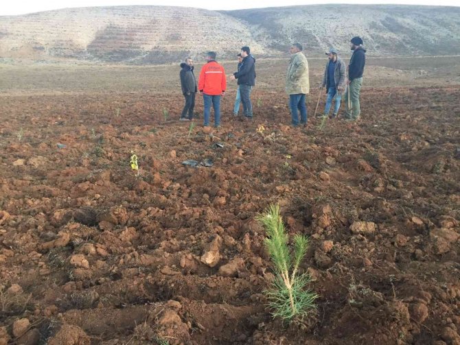 Bingöl’de 210 Bin Adet Fidan Toprakla Buluştu