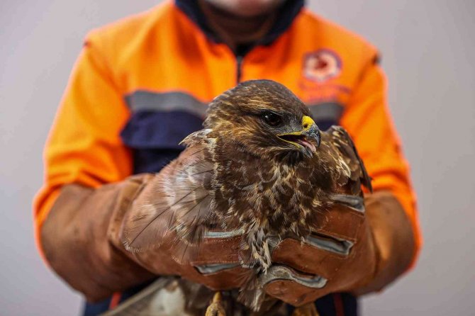 Gözleri Tedavi Edilen Kartal Özgürlüğe Kanat Çıprtı