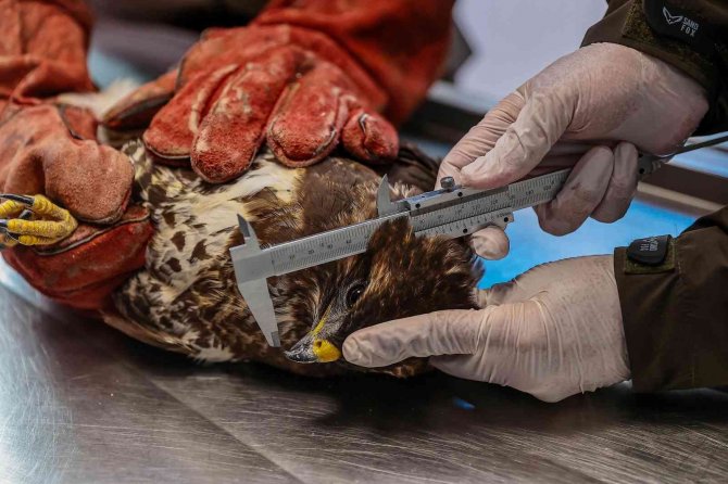 Gözleri Tedavi Edilen Kartal Özgürlüğe Kanat Çıprtı