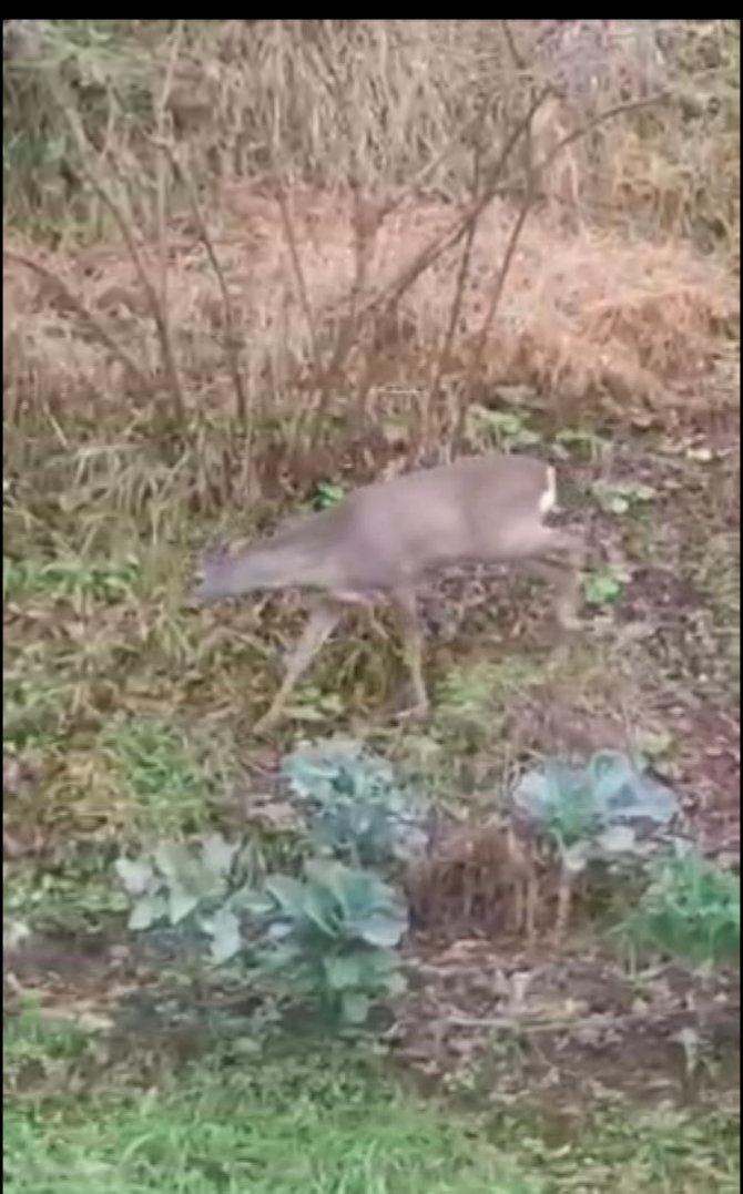 Giresun’da Aç Kalan Karacalar İl Merkezine İndiler