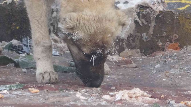 Ardahan Buz Kesti, Hava Sıcaklığı Eksi 23’e Düştü