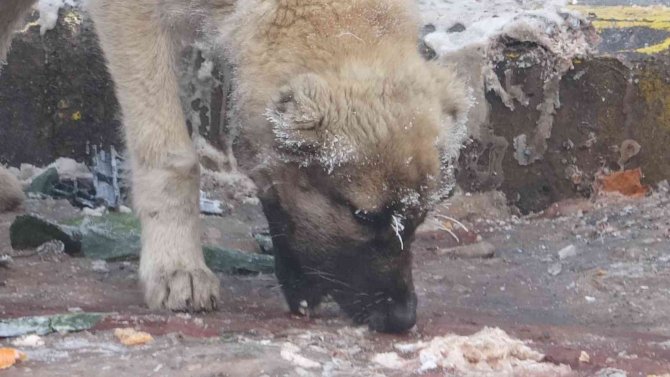 Ardahan Buz Kesti, Hava Sıcaklığı Eksi 23’e Düştü