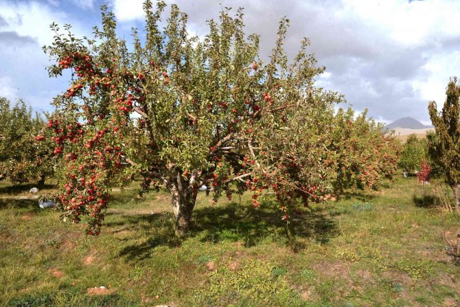 Hadim Yarıcak Barajı Sulaması İle Ülke Ekonomisine Yıllık 17,5 Milyon Tl Katkı