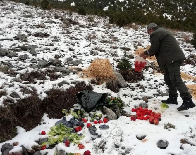 Osmaniye’de Yaban Hayvanlarına Yem Desteği