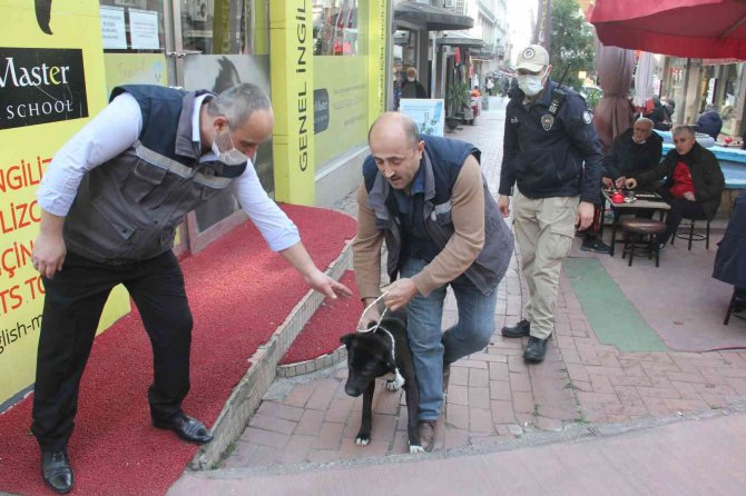 Samsun’da Polisten Yasaklı Irk Köpek Denetimi
