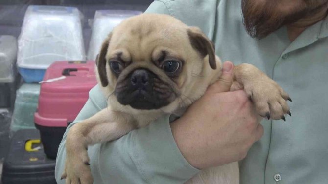 Kayıt Dışı Hayvan Üretiminde Şifreli Satış: ’Gelin Arıyoruz’, ’Damat Arıyoruz’