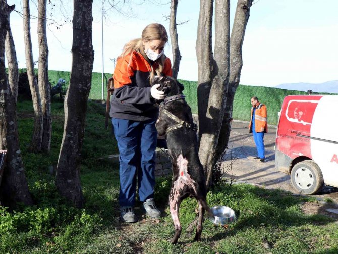 İ̇tfaiyenin Alevlerden Kurtardığı Köpek Hayata Tutundu
