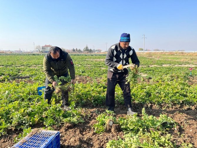 Üreticiden 2 Buçuk Tl’ye Çıkan Kereviz Markette 8 Tl