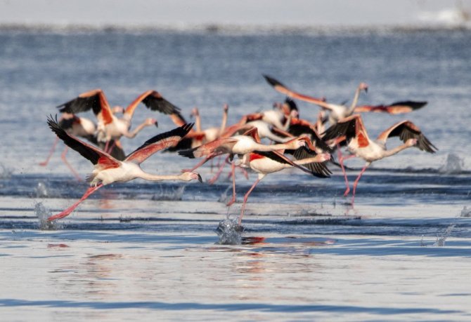 Flamingolar Kış Mevsiminin Gelmesine Rağmen Van’ı Terk Etmedi
