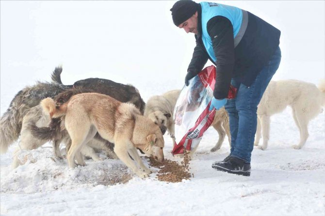 Tuşba Belediyesi Sokak Hayvanları İçin Seferber Oldu