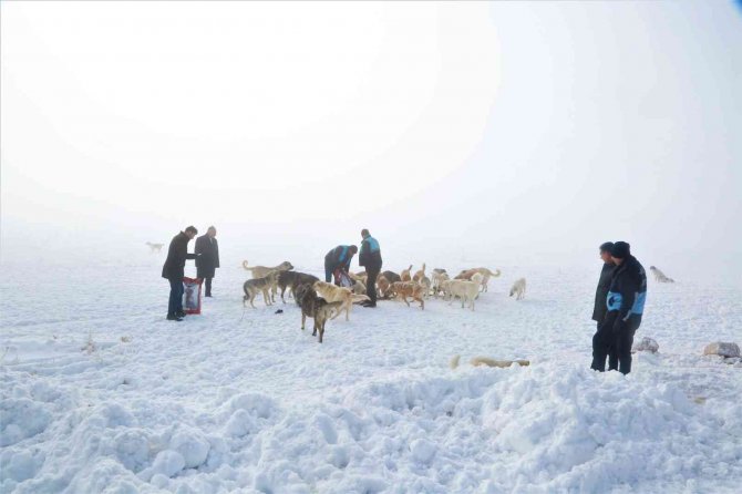 Tuşba Belediyesi Sokak Hayvanları İçin Seferber Oldu