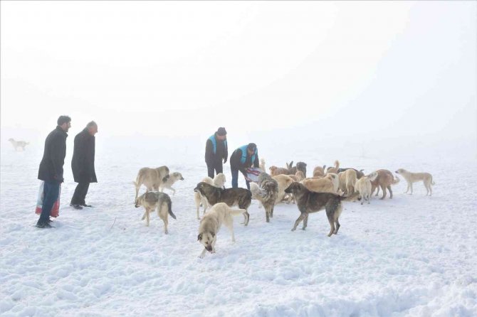 Tuşba Belediyesi Sokak Hayvanları İçin Seferber Oldu