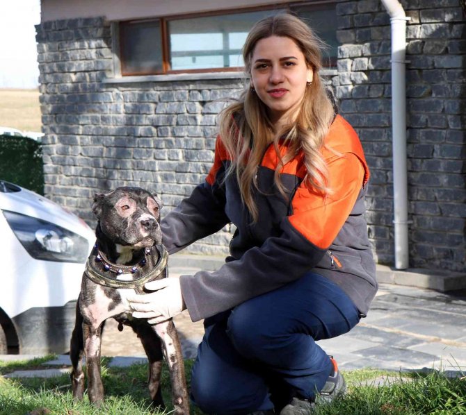 İ̇tfaiyenin Alevlerden Kurtardığı Köpek Hayata Tutundu