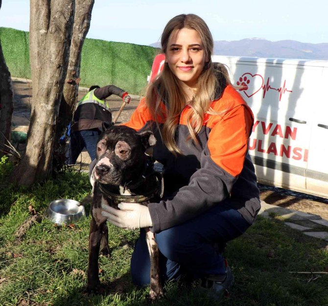 İ̇tfaiyenin Alevlerden Kurtardığı Köpek Hayata Tutundu