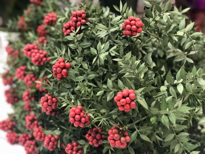 Kokina Çiçekleri Yılbaşına Hazır