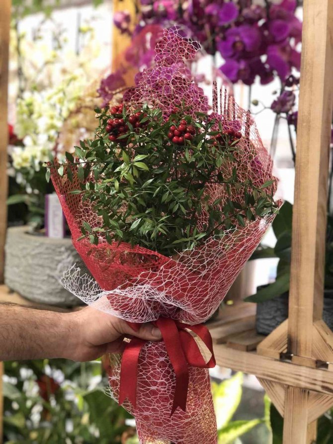 Kokina Çiçekleri Yılbaşına Hazır
