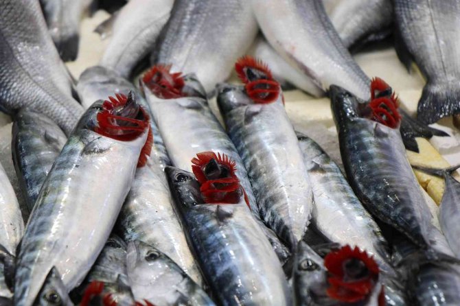 Balıkçılar 2021’den Memnun Ayrılıyor