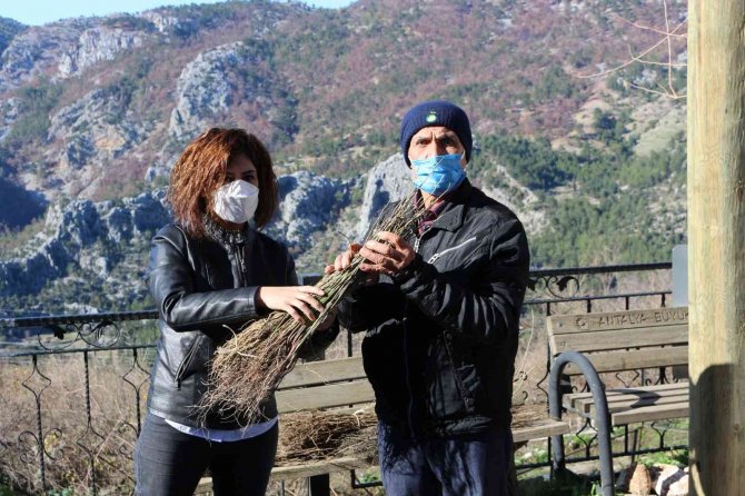 1 Milyon Adet Orman Ağacı Fidanı Toprakla Buluşacak