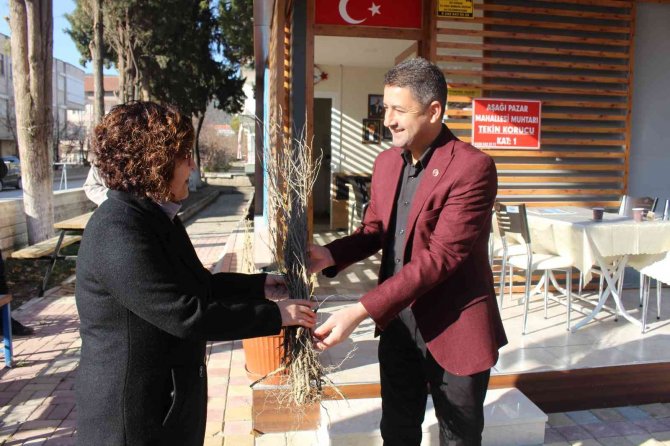1 Milyon Adet Orman Ağacı Fidanı Toprakla Buluşacak