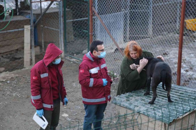 Artvin’de Yasaklı Irk Köpekler Kimliklendirilip Kayıt Altına Alınıyor